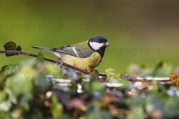 Great Tit (Parus major) drinking at a waterhole, Bavaria, Germany, Europe