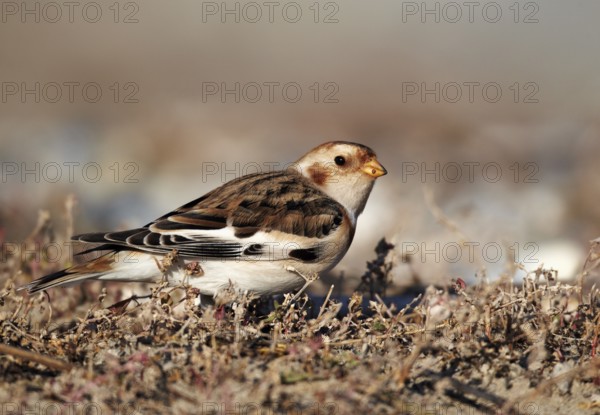 Snow Bunting (Plectrophenax nivalis), Schleswig-Holstein, Germany, Europe