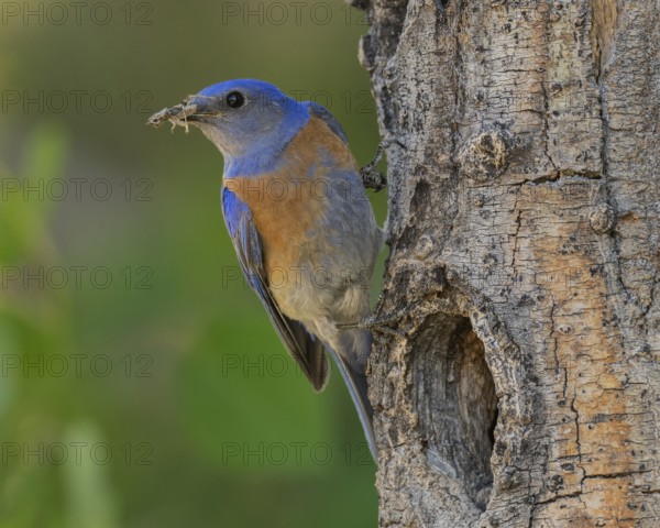 Western Bluebird (Sialia mexicana) at nest cavity in the Sierra Nevada mountains of California