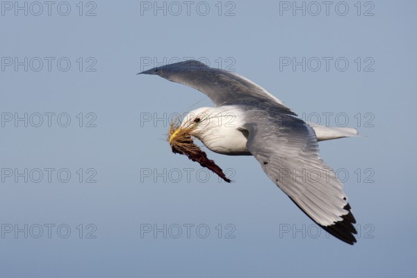 Black-legged Kittiwake (Rissa tridactyla) flying, Schleswig-Holstein, Germany, Europe