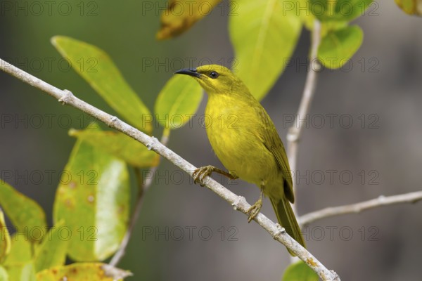 Yellow Honeyeater (Stomiopera flava), Queensland, Australia, Oceania