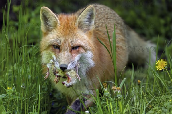 Red fox (Vulpes vulpes) running through meadow with mouthful of chicks after raiding chicken coop to feed its young, kits in spring