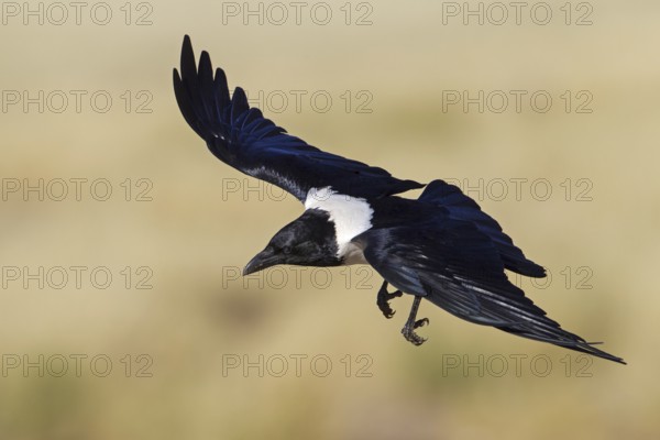 Pied Crow (Corvus albus) flying, Hardap, Namib-Naukluft National Park, Namibia, Africa