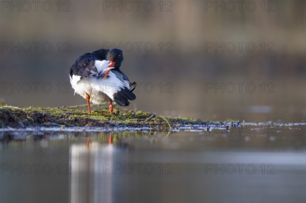 Eurasian Oystercatcher (Haematopus ostralegus) preening, North Rhine-Westphalia, Germany, Europe