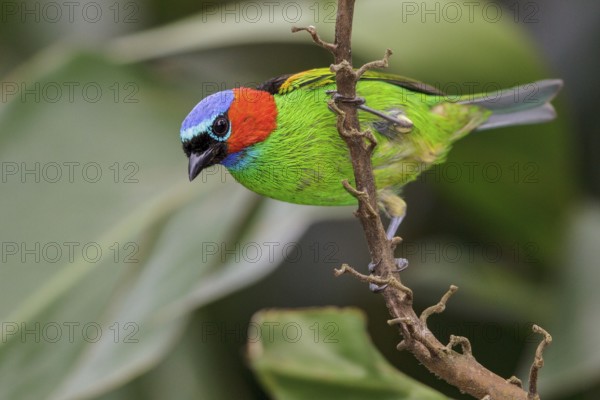 Red-necked Tanager (Tangara cyanocephala) perched on a branch in the Atlantic rainforest of southeast Brazil