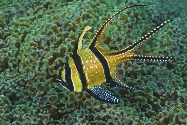 Banggai-Kardinalbarsch, Pterapogon kauderni Banggai Cardinal Fish, Pterapogon kauderni