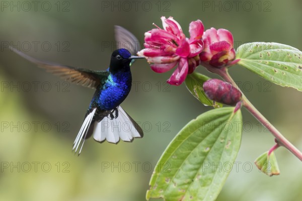 Velvet-purple Coronet (Boissonneaua jardini) feeding at a flower in Colombia, South America