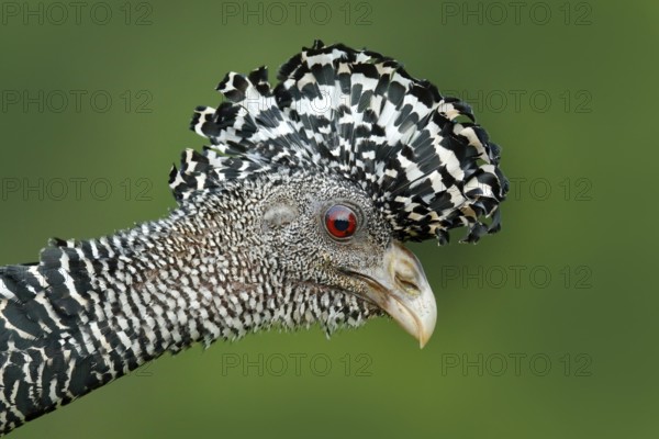 Detail bird portrait with crest. Bare-faced Curassow, Crax fasciolata, big black bird with yellow bill in the nature habitat, Costa Rica. Wildlife scene from tropic forest. Brown bird in green grass