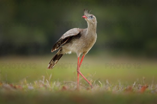 Red-legged Seriema, Cariama cristata, Pantanal, Brazil. Typical bird from Brazil nature. Bird in the grass meadow, long red leg. Traveling in South America