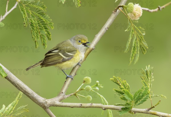 White-eyed Vireo (Vireo griseus) male singing, Texas, USA, North America