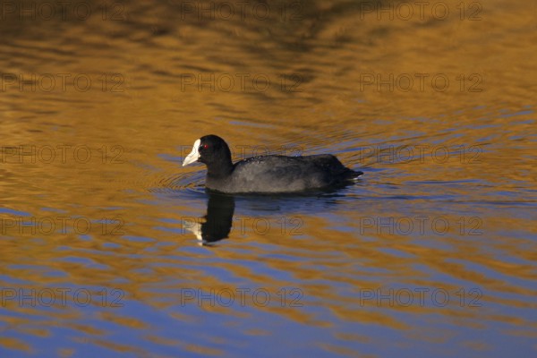 Hawaiian Coot, Fulica alai, USA, Hawaii, Hawaii Island, Endangered species, North America