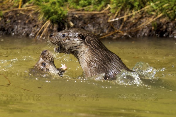 Two otters actively playing in the water, surrounded by grass and plants, European otter (Lutra lutra), Germany, Europe