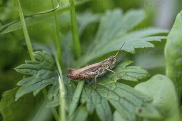 Great green bush cricket (locusta), grasshopper, on a blade of grass in a meadow, Tyrol, Austria, Europe