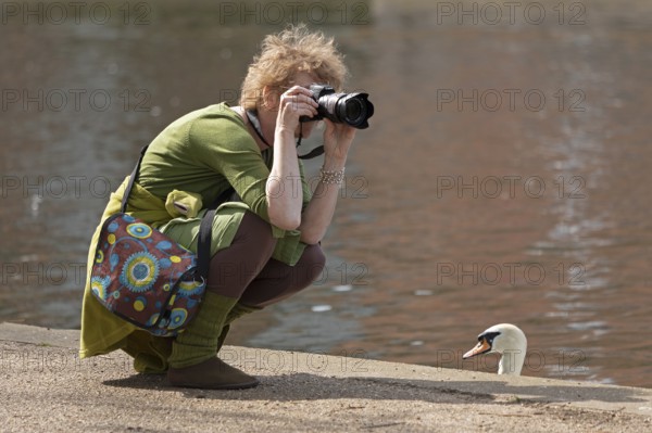 Woman photographing, swan watching, River Avon, Stratford-upon-Avon, Warwickshire, England, Great Britain