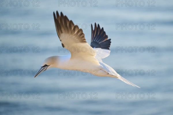 Northern gannet (Morus bassanus) flying over the sea at sunset, wildlife, Helgoland, Germany, Europe