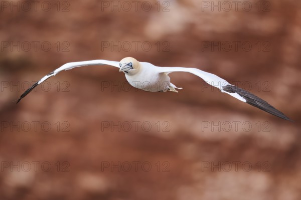 Northern gannet (Morus bassanus) flying over the cliffs, wildlife, Helgoland, Germany, Europe