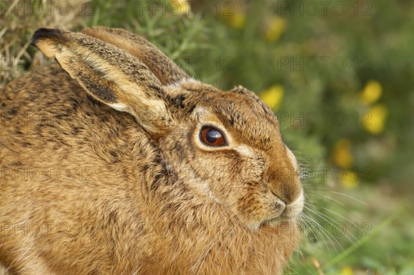 European brown hare (Lepus europaeus) adult animal resting in grassland, England, United Kingdom, Europe