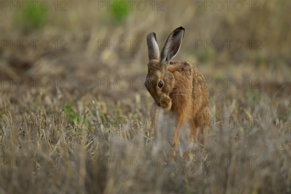 European brown hare (Lepus europaeus) adult animal washing its front foot in a farmland stubble field in summer, England, United Kingdom, Europe