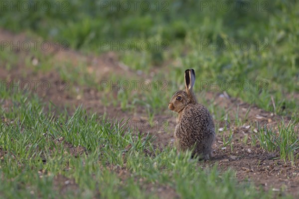European brown hare (Lepus europaeus) juvenile leveret animal in a farmland cereal field in summer, England, United Kingdom, Europe