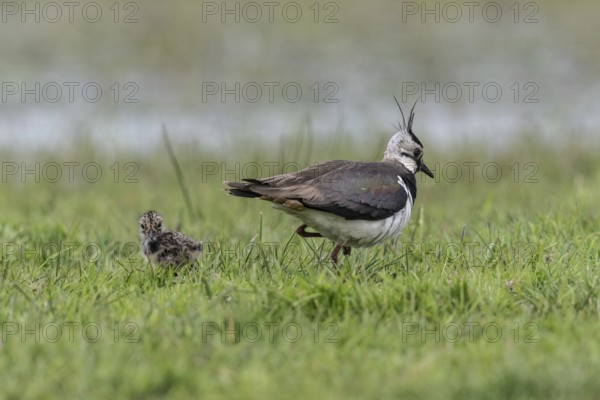 Lapwing (Vanellus vanellus) with young, Lower Saxony, Germany, Europe