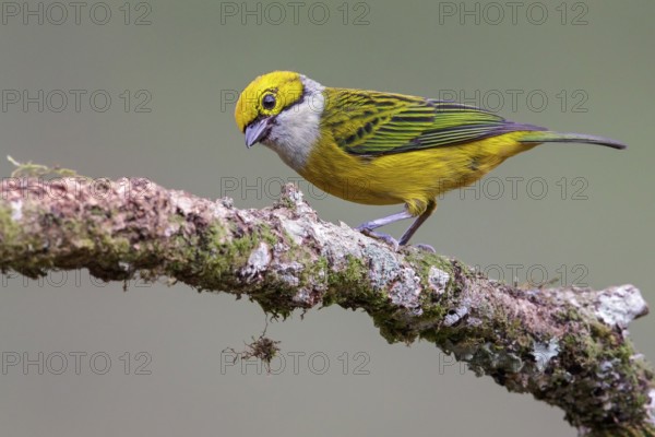 Silver-throated Tanager (Tangara icterocephala) perched on a branch in Costa Rica
