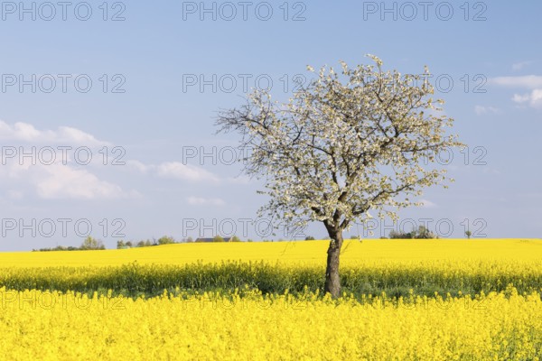 Cherry tree (prunus) in blossom, surrounded by flowering rape fields, Saxon Elbland, Saxony, Germany, Europe
