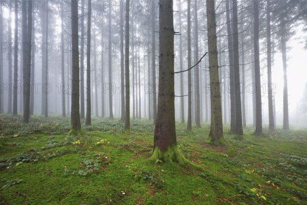 Coniferous forest in fog with moss-covered ground, Horben, Lindenberg, Canton Aargau, Switzerland, Europe