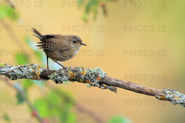Eurasian Wren (Troglodytes troglodytes) juvenile perched on lichen branch, Andalusia, Spain, Europe