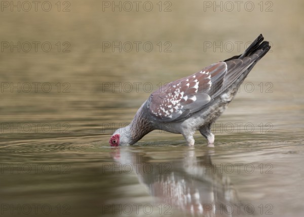 Speckled Pigeon (Columba guinea) drinkiing at a waterhole, Gambia, Africa