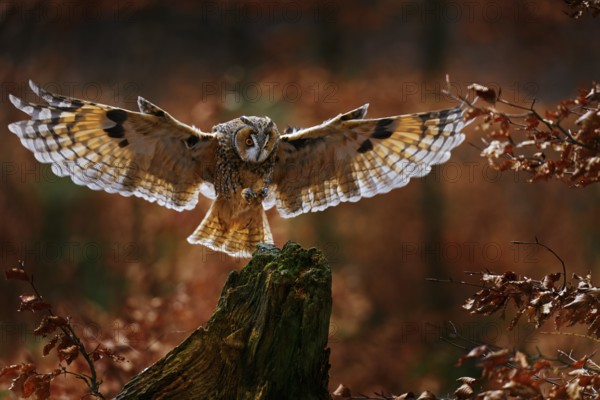 Owl fly in autumn forest. Owl in orange wood, yellow eye. Long-eared Owl, Asio otus, with orange oak leaves during autumn. Wildlife scene from nature, Sweden. Bird flight, open wings. Misty morning