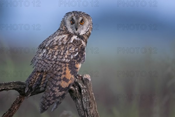 Long-eared Owl (Asio otus), Serbia, Europe
