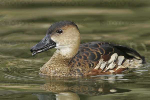 Wandering Whistling Duck (Dendrocygna arcuata), California, USA, North America