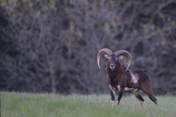 European mouflon (Ovis gmelini musimon, Syn.: Ovis orientalis musimon, Ovis aries musimon), Gerolstein, Eifel, Rhineland-Palatinate, Germany, Europe