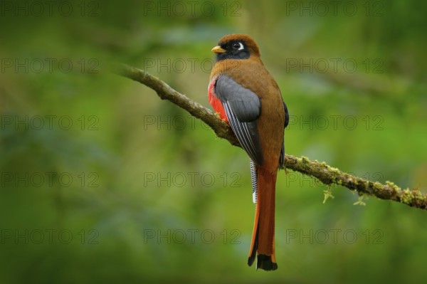 Masked Trogon, Trogon personatus red and brown bird in the nature habitat, San Isidro, Ecuador. Red tropic bird