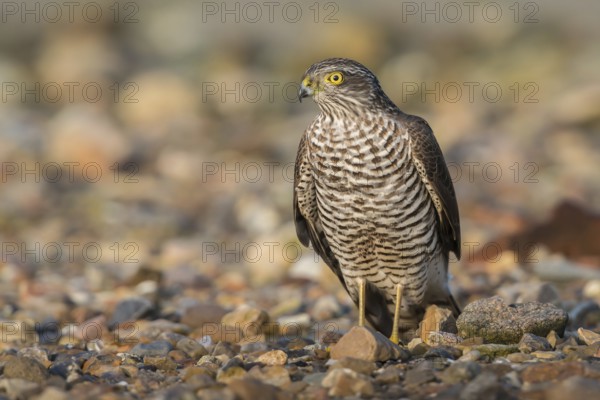 Eurasian Sparrowhawk (Accipiter nisus), Schleswig-Holstein, Germany, Europe