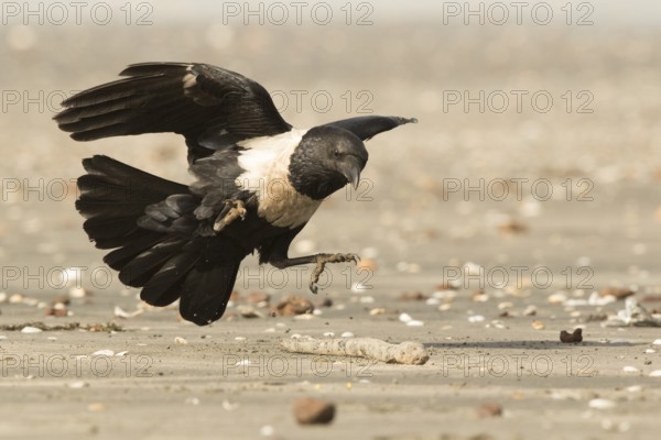 Pied Crow (Corvus albus) with snake eel, Gambia, Africa