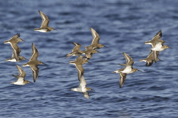 Dunlin (Calidris alpina) flying, British Columbia, Canada, North America