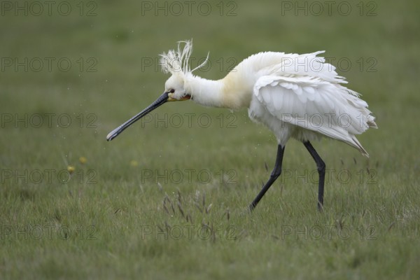 Loeffler (Platalea leucorodia), Spoonbill, Altvogel plustert sein Gefieder auf, April, Insel Texel, Nordsee, Nordholland, Niederlande