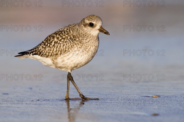 Grey Plover (Pluvialis squatarola), Asturias, Spain, Europe