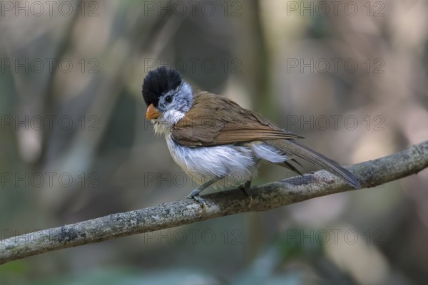 Black-headed Parrotbill (Psittiparus margaritae), Di Linh, Vietnam, Asia