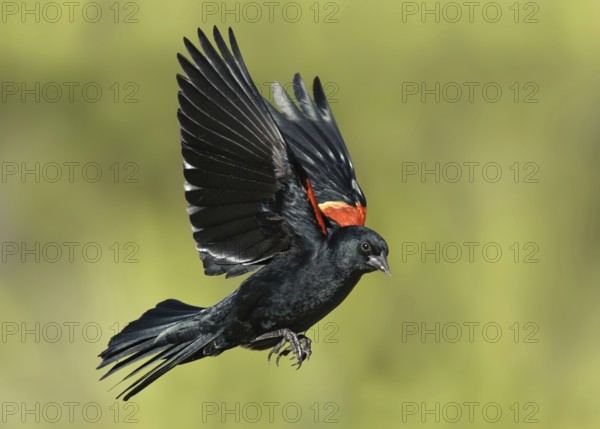 Red-winged Blackbird (Agelaius phoeniceus) male flying, Texas, USA, North America