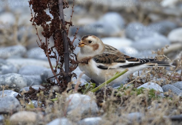 Snow Bunting (Plectrophenax nivalis), Schleswig-Holstein, Germany, Europe