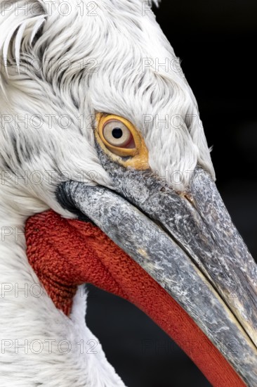 Dalmatian pelican (Pelecanus crispus), portrait, black background, captive, Schönbrunn Zoo, Vienna, Austria, Europe