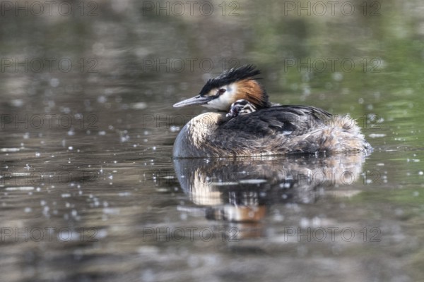 Great Crested Grebe (Podiceps Scalloped ribbonfish) with juveniles, Emsland, Lower Saxony, Germany, Europe