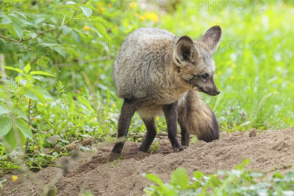 A Bat-eared fox (Otocyon megalotis) stands on a sandy place in a green meadow on a sunny day