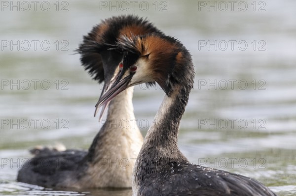 Great Crested Grebe (Podiceps cristatus), Emsland, Lower Saxony, Germany, Europe