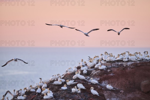 Northern gannet (Morus bassanus) flying over the colony on the cliffs at sunset, wildlife, Helgoland, Germany, Europe