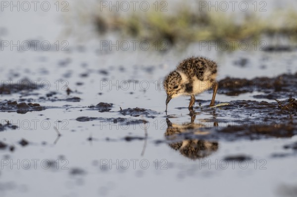 Young lapwing (Vanellus vanellus), Lower Saxony, Germany, Europe