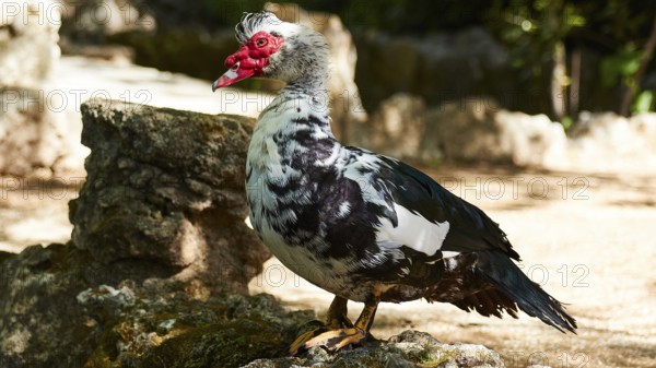 Black and white mallard (Phacocherus) standing on a stony surface in daylight in a natural environment, Rodini Park, Rhodes Town, Rhodes, Dodecanese, Greek Islands, Greece, Europe