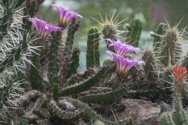 Flowering cuctus (Echinocereus berlandieri), Erlangen Botanical Garden, Middle Franconia, Bavaria, Germany, Europe